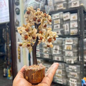 Gomti chakra and Rudraksha tree